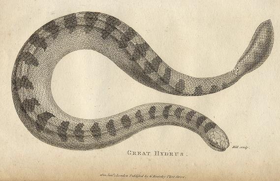 Great Hydrus (water snake), 1819