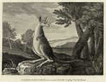 Australia, Kangaroo, 1817