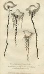 Jellyfish, Holothuria Utriculus, 1819
