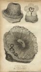 Rose Tipped Achnea (Sea Anenome), 1819