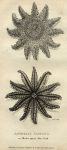 Twelve Rayed Starfish, 1819