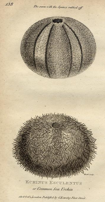 Sea Urchin, 1819