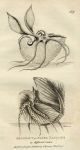 Argonaut or Paper Nautilus, 1819