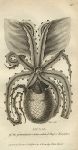 Paper Nautilus, 1819