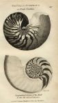 Pearly Nautilus, 1819