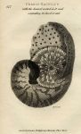 Pearly Nautilus, 1819
