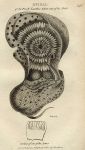 Pearly Nautilus out of shell, 1819
