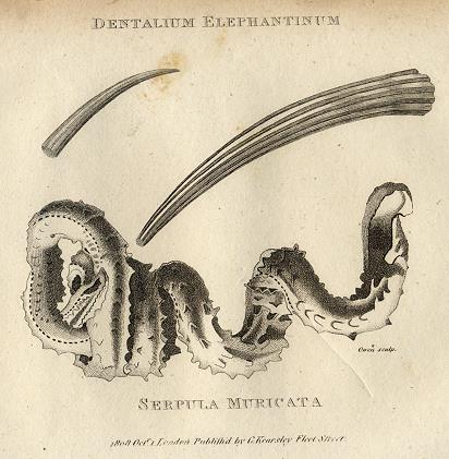 Tusk Shell & Serpula Muricata, 1819