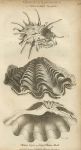  Great Clam Shell and Thorny Oyster, 1819