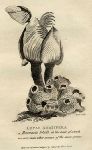 Barnacle Shell, 1819