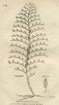 Sertularia Pinnata or Sea Pen, 1819