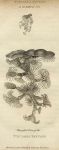 Soft Coral, tubularia reptans, 1819