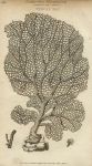 Gorgonian Coral, Venus's Fan, 1819