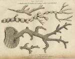 Gorgonian Coral, Isis Hippuris & Gorgonia Pretiosa, 1819