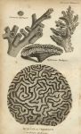 Various Corals, including brain coral, 1819