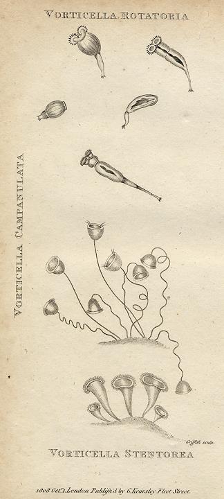 Protozoa - Vorticella rotatoria etc, 1819