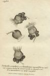 Protozoa - Vorticella, 1819