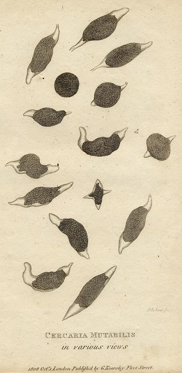Cercaria Mutabilis, 1819