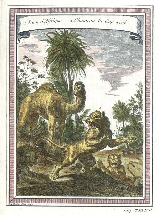 Africa, Lions and Camel, natural history, 1760