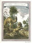 Africa, Lions and Camel, natural history, 1760