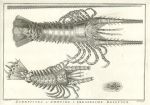 Crayfish of West Africa, 1760