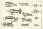 Crayfish of West Africa, 1760