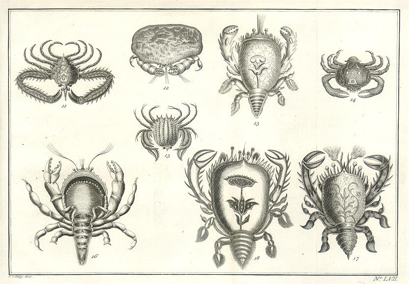 Crabs of West Africa, 1760