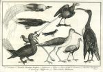 Birds of West Africa, 1760