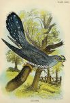 Cuckoo print, 1896
