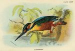 Kingfisher print, 1896