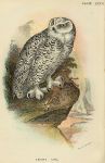 Snowy Owl print, 1896
