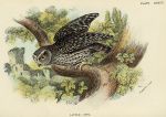 Little Owl print, 1896