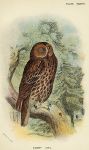 Tawny Owl print, 1896