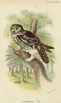 Tengmalm's Owl print, 1896