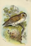 Barn Owl print, 1896