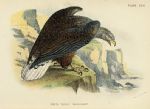 White-Tailed Sea Eagle print, 1896
