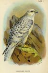Greenland Falcon print, 1896