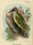 Green Woodpecker print, 1896