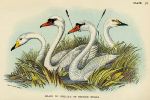 Heads of British Swans print, 1896