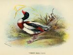 Common Shield-Duck print, 1896