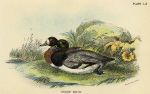 Scaup Duck print, 1896