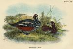 Harlequin Duck print, 1896