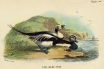 Long-Tailed Duck print, 1896
