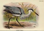Common Heron print, 1896
