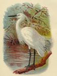 Little Egret print, 1896