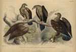 Eagles, 1868