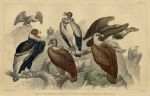 Vultures & Condor, 1868