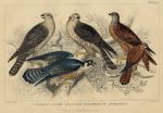 Falcons, Goshawk, Kite, Kestrel, 1868