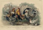 Hens & Cocks, 1868