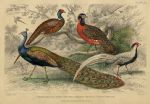 Peacock & Pheasants, 1868
